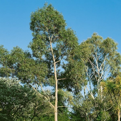 Picture of Eucalyptus - Citriodora